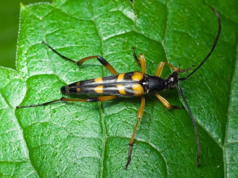 Strangalia attenuata (Linnaeus, 1758)